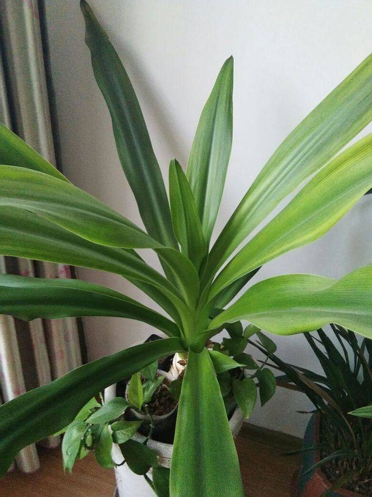 超适合室内养的文殊兰,叶子油嫩发绿光,根系是个大圆柱!