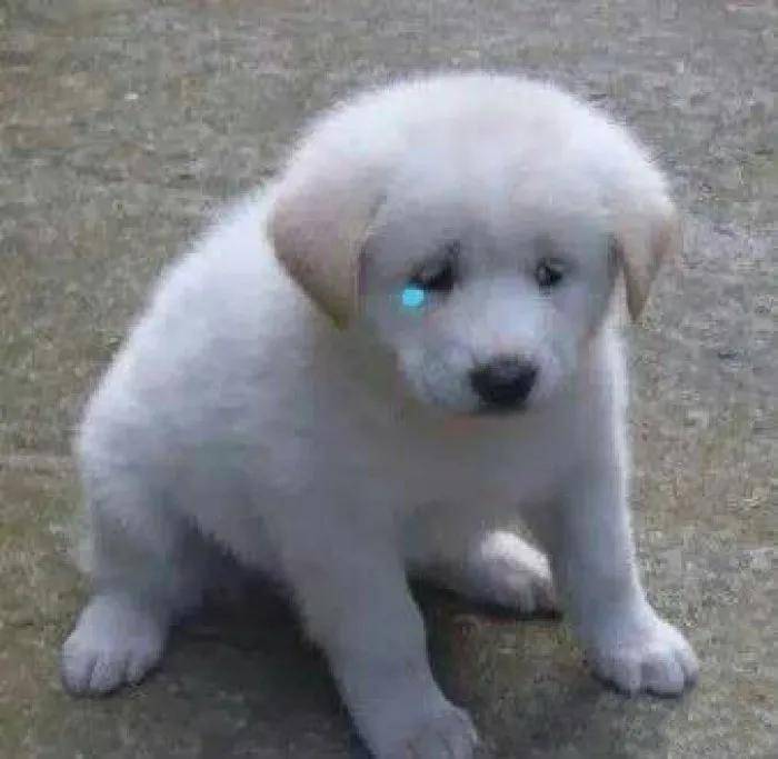 不止人类 狗狗也有 便秘 的困扰 引起的原因以及改善方法都在这 网络