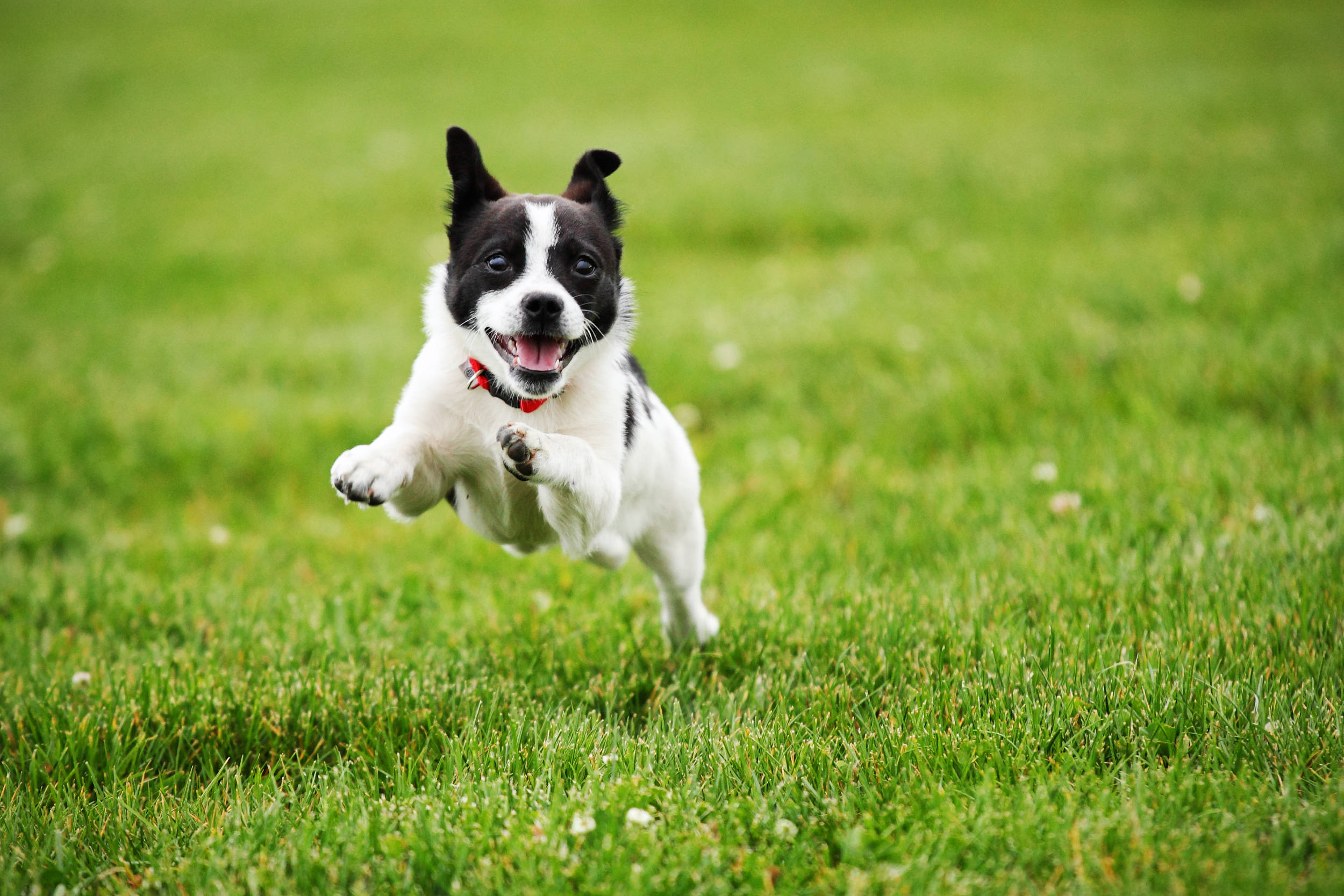 貴陽養犬人,你家狗狗的