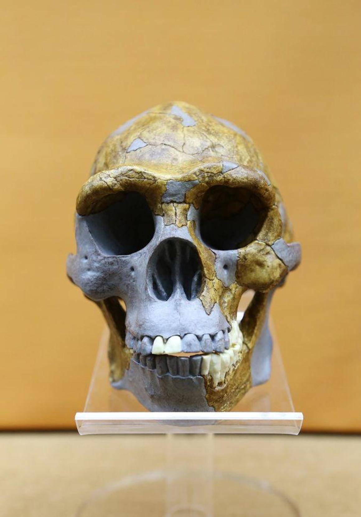 50万年前的秘密北京猿人没混到食物链顶却成了蚕食同类的恶魔