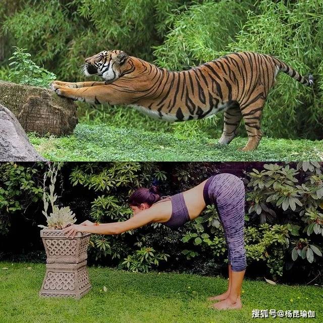 海豹式坐立体侧屈仰卧束角式双角式龟式战士三式手倒立船式香蕉式瑜伽