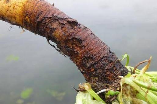 农村一种"萝卜根"切开是黄金色,功效极高,俗称"金不换"