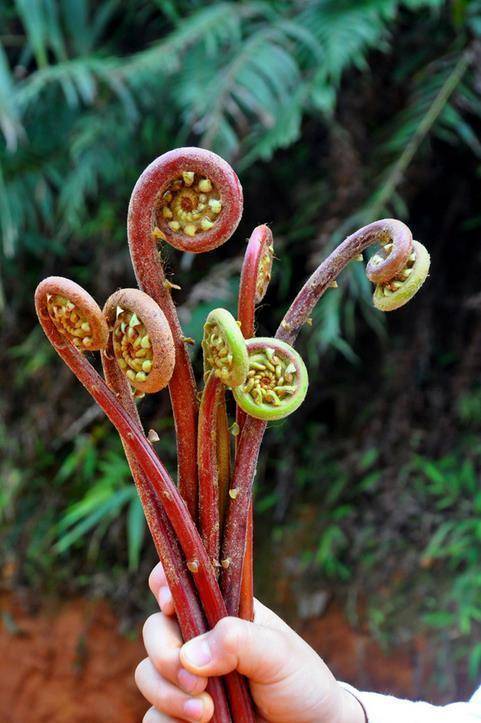蕨菜好吃更好种营养丰富滋味美阳台一长就是一大堆
