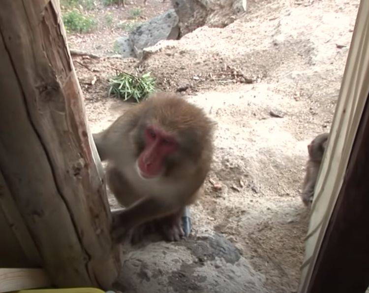 女孩子怎么玩猴子 ec444f50be6f4aaa84f45a0abc6ec841.jpeg