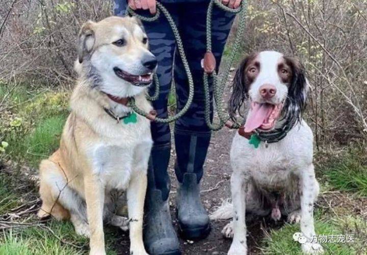 萌宠那些事宠物狗真的会保护主人吗