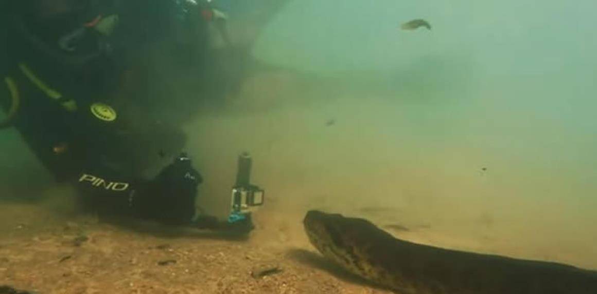 梦境解析,与巨蟒共游,水下的神秘和谐 梦境解析,与巨蟒共游,水下的神秘和谐