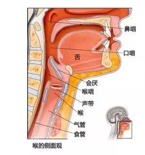 喉部结构图并带名称图图片