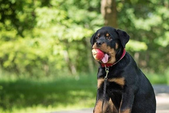 排名前十的狗_排名前十的狗狗品种