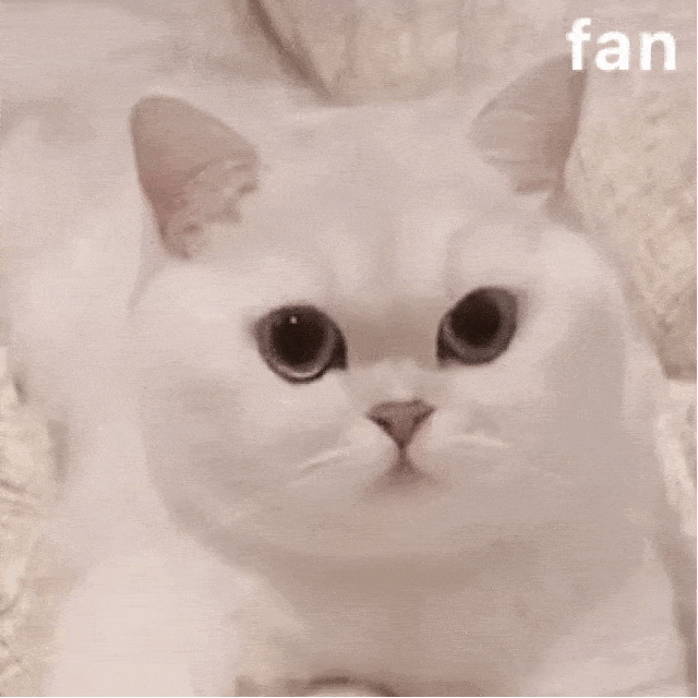 呸~ 你个渣男,别想摸本仙女_猫咪