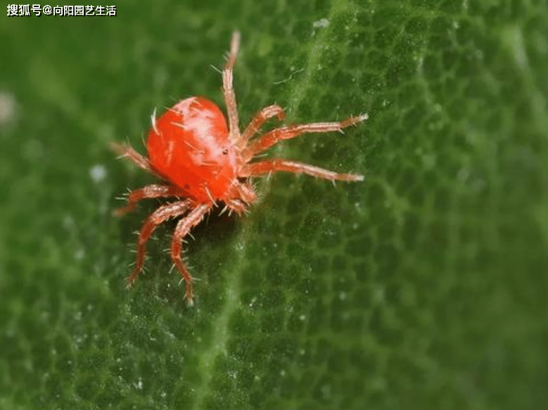 栀子花长蜘蛛网了 这是红蜘蛛 赶紧喷药 小心把叶子吃了 害虫