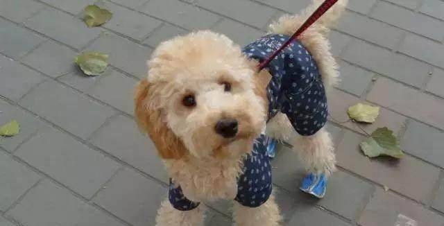 人类智商排名_人类智商天花板