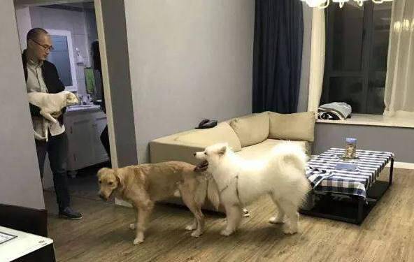 自己怎么做狗狗厕所 3870cadfff354d9b9b1cc779f4615b56.jpeg