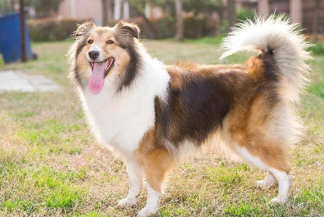 排名前十的狗_排名前十的狗狗品种