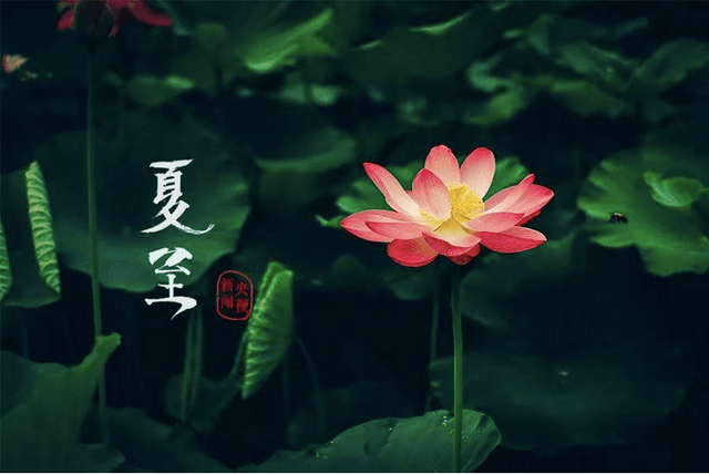 啥时候入伏伏天多少天 6b8ba33289fe48cc8a33272411cb5b5f.png