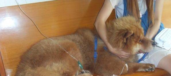 怎么看小狗有没有发烧 8f3bc8bb710f40e383b6cd87727f771c.jpeg