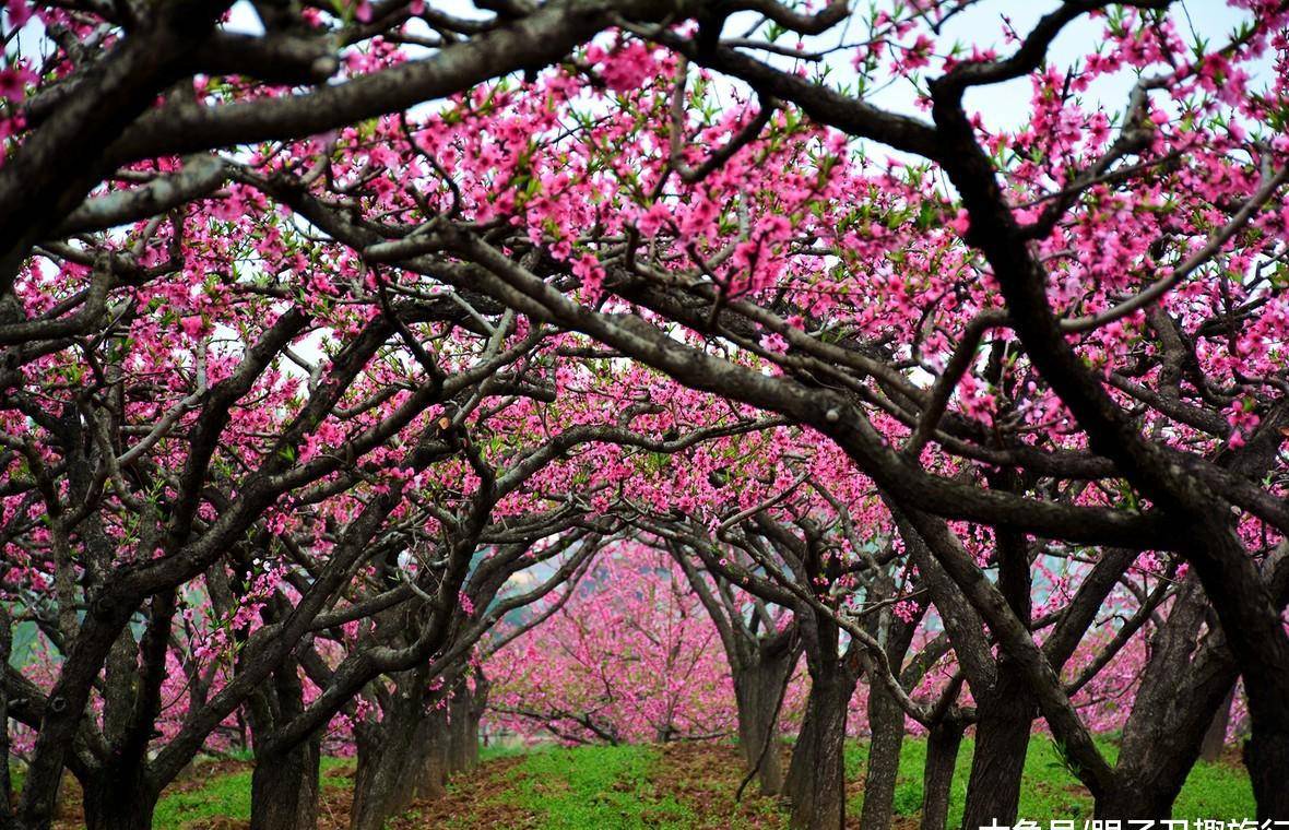 原创桃花依旧笑春风西安万亩桃花源即将绽放梦回长安你不来
