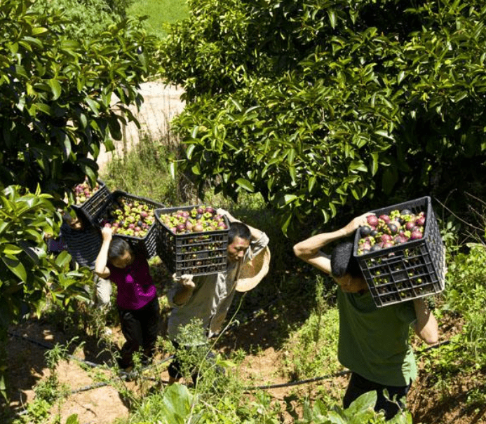 山竹为何被称为果中贵族?看完它的采摘过程,吃货:贵有贵的理由