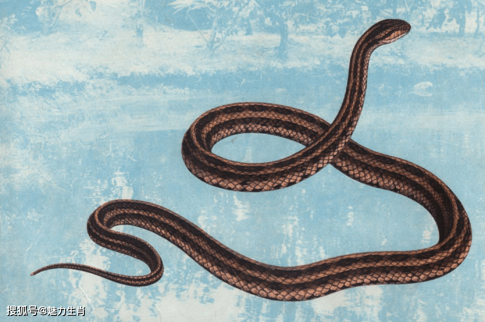 生肖蛇会不断付出努力,遇到困难也会坚持不懈,总会一步一步,完成自己