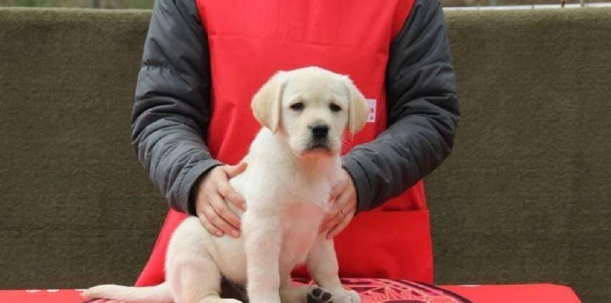 怎么看小狗多大月龄 2ddfedf13ce24220b1b3a54e494101e0.jpeg