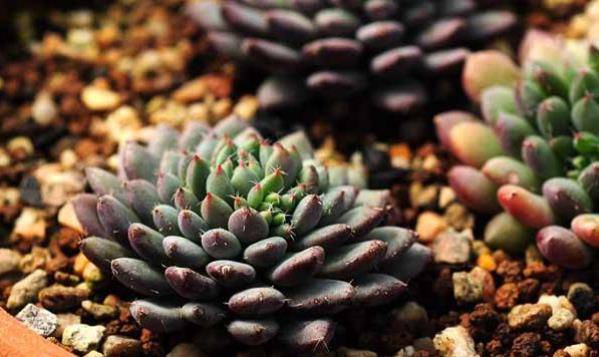 多肉种植技巧书 47bd4edccfd0450387e08e3236bd4328.jpeg