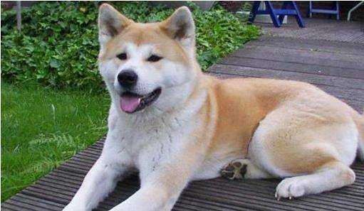 代表日本犬种 体形大 强健 有很好的平衡性 Matagi