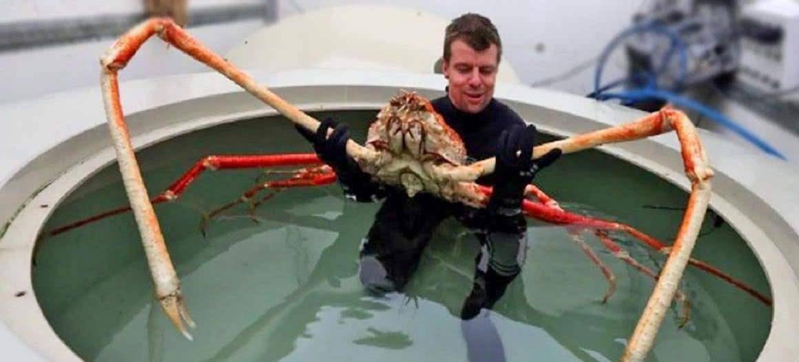 杀人蟹 吃掉几十人 最大螃蟹脾气温和 为何被谣传成恐怖怪物 甘氏