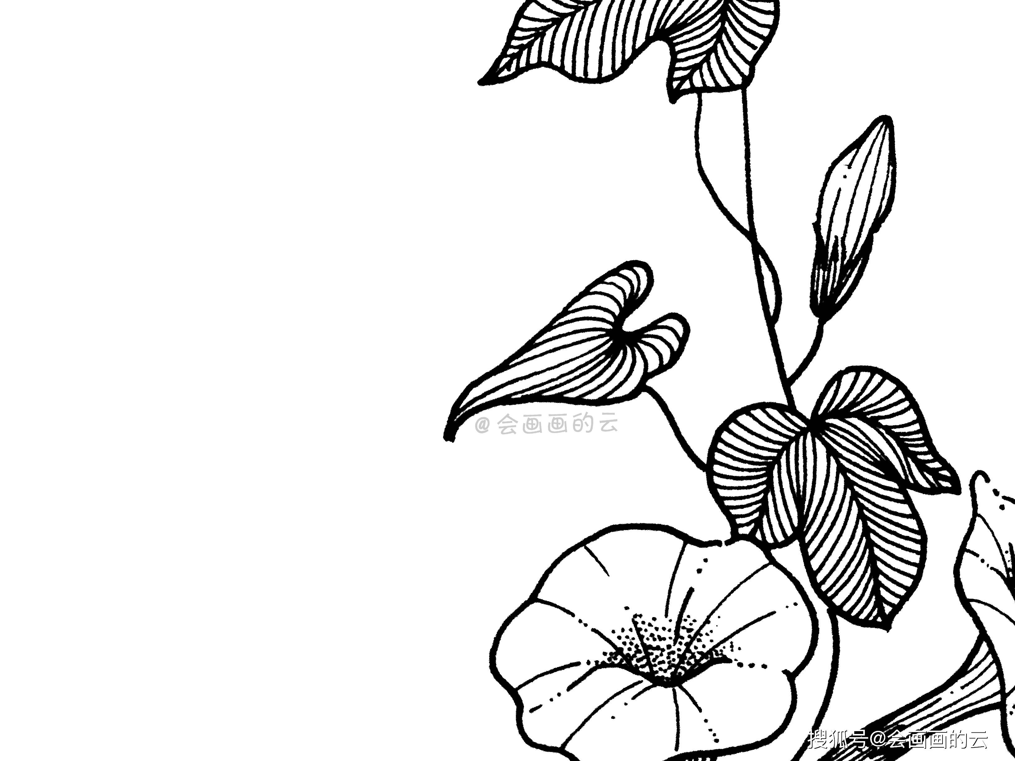 新手也可以画的牵牛花简笔画,详细步骤图讲解,不屈不挠_叶子来