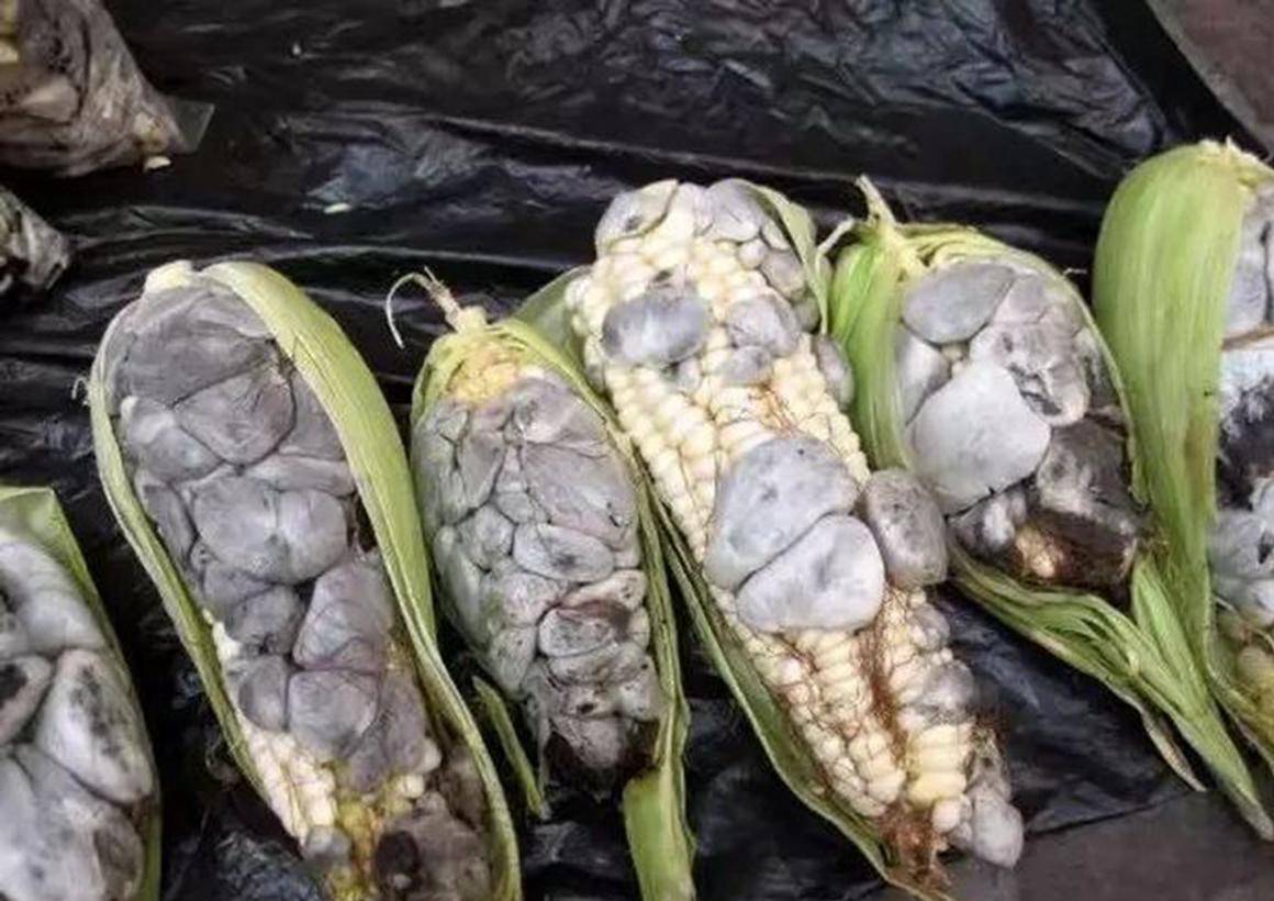 20年前常见的乌米为何难得一见了粮食病害何以成为老饕眼中珍馐