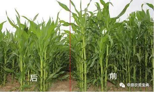 玉米怎么保鲜效果最好 e13d44c1746242fab7f04e99fb15bec9.jpeg