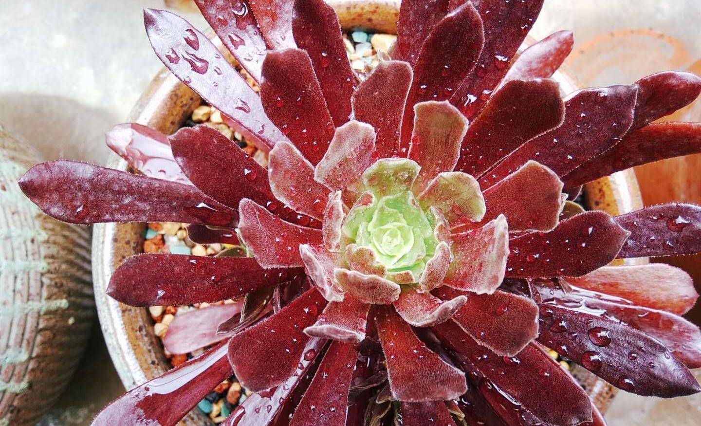 根据我的养护经验,赤霞飞法师算是最好养的带锦法师品种之一,因为其锦