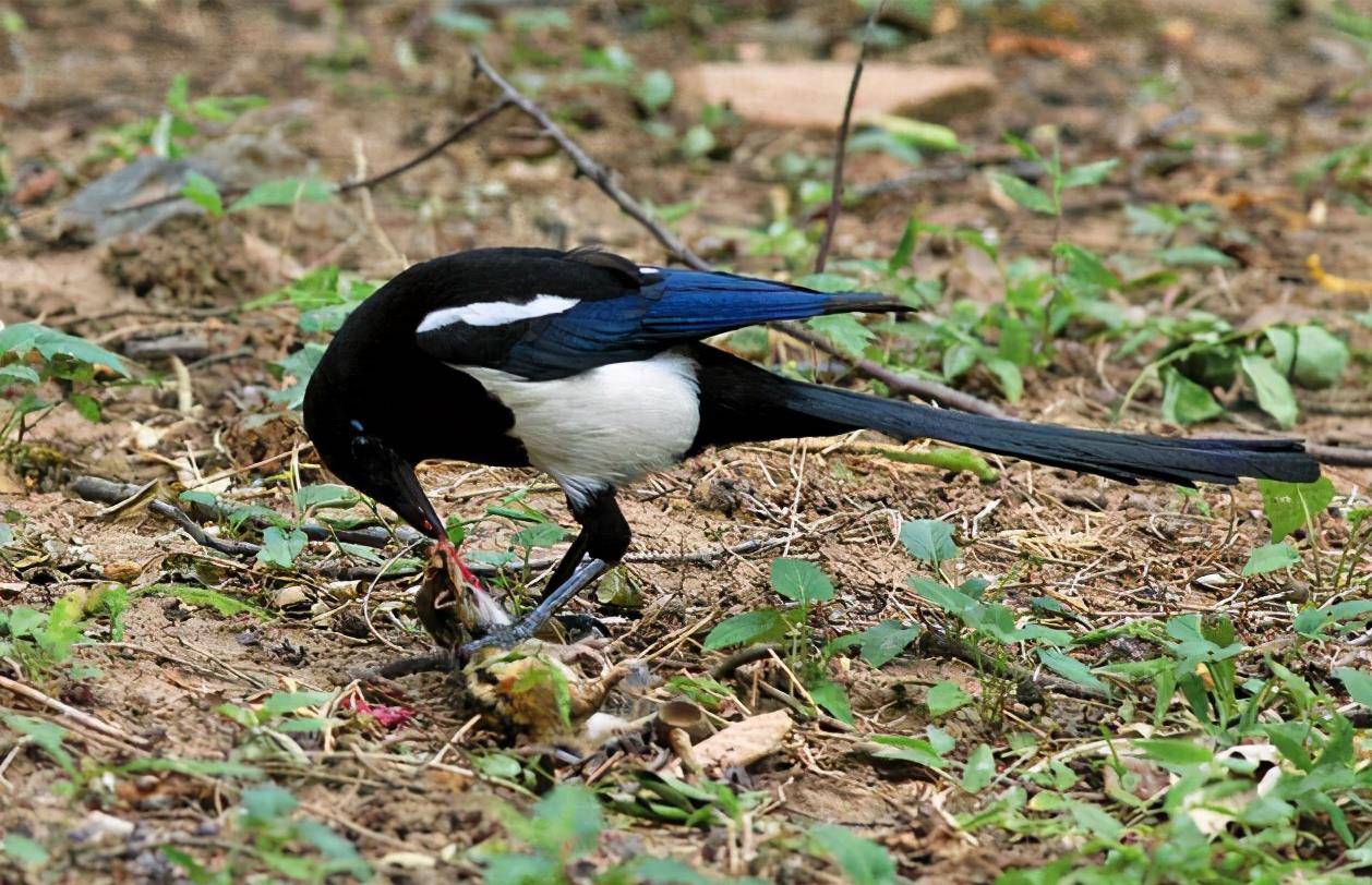 原创中国的报喜鸟韩国的国鸟喜鹊怎么就成了欧洲人口中的盗贼