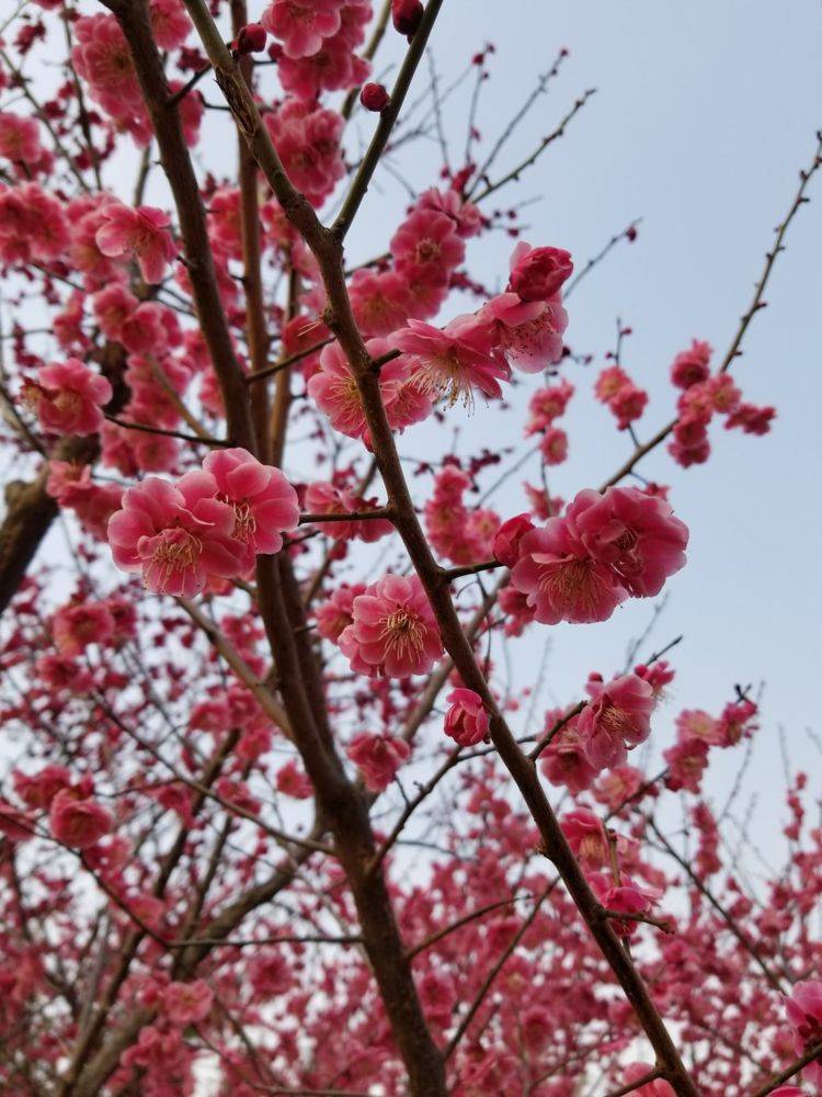 12种幸运花 你是几月出生 最旺你的花就是那它 花友