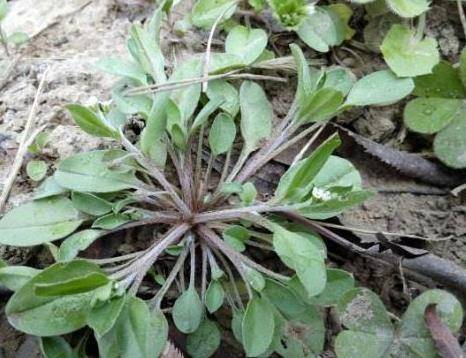原创农村常见的"地胡椒",凉拌食用口感好,还是赤脚医生的必备良方