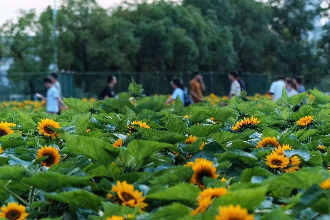 畢業禮物又上新有高校送一片花海花語是