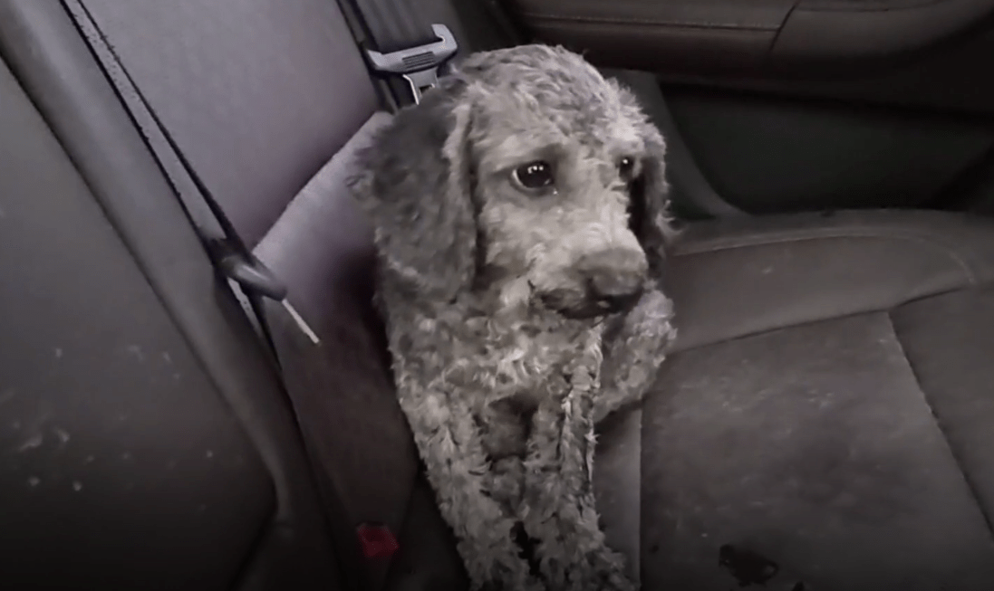 江苏主人拆迁泰迪被老人装袋子要打死救狗小姐姐愿被善待