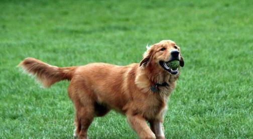 宠物狗的排名_宠物狗价格排名