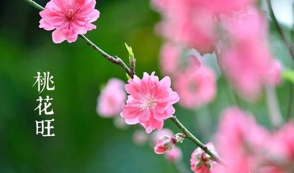 免费算桃花运何时来到 8b293377f1e14ab38318fe093ebf7c8f.jpeg