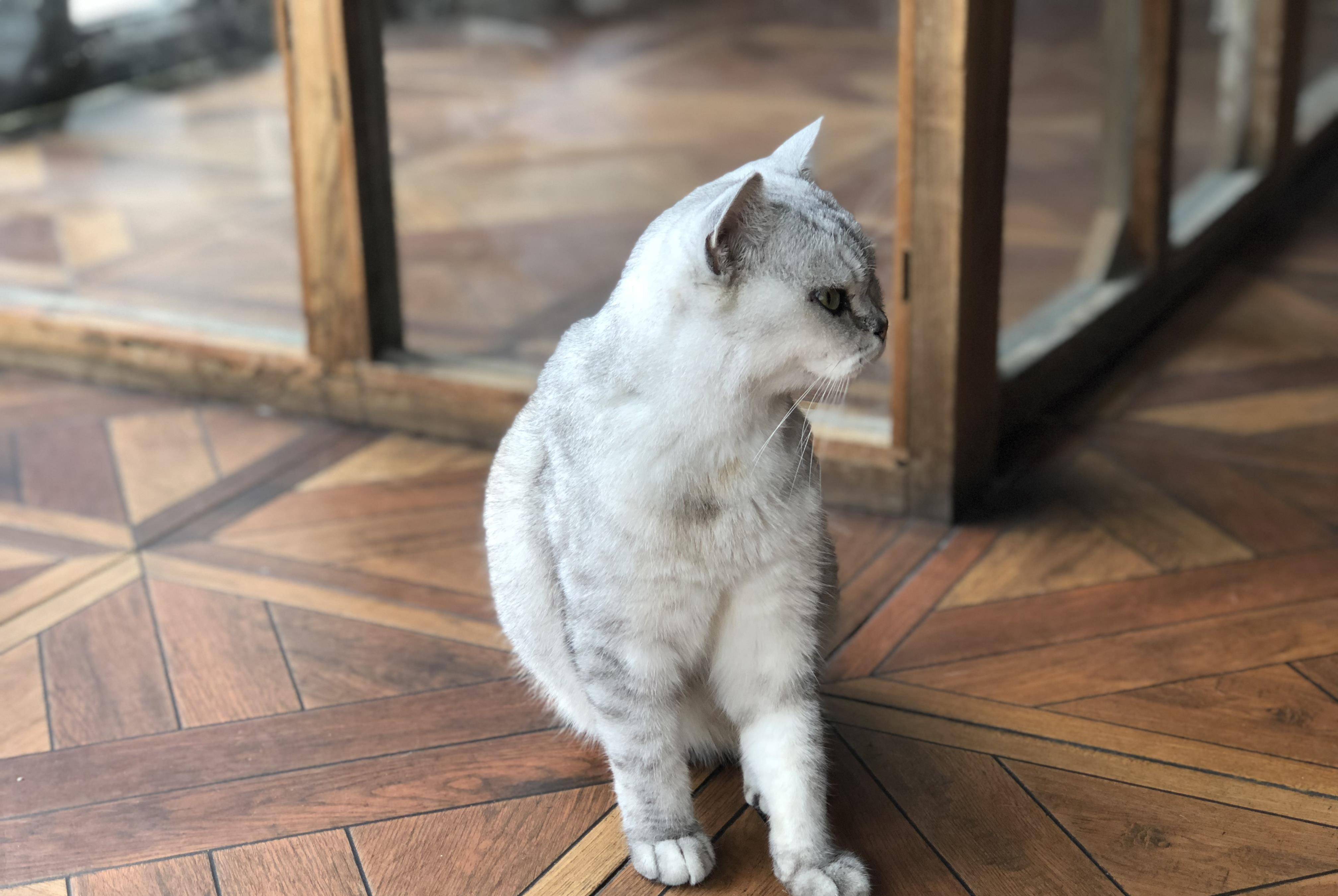 肥肥的猫 972661b4e66d47e290097a7bfa32181b.jpeg