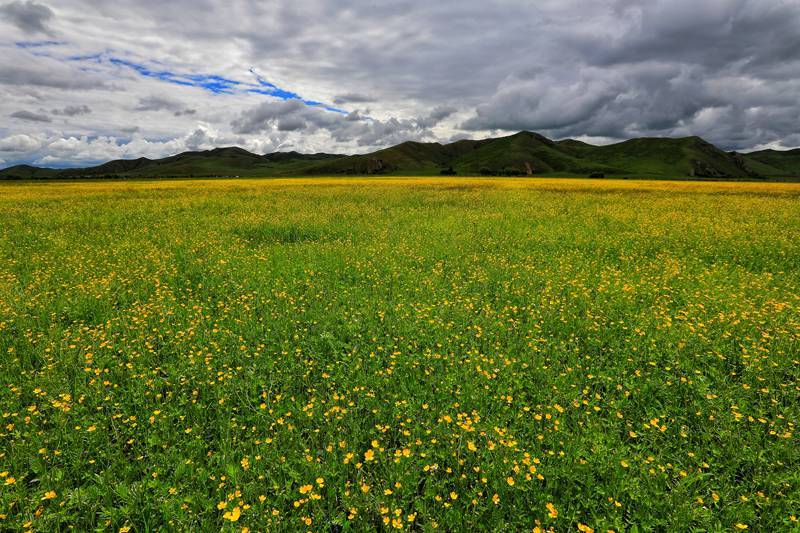 夏天的草原 最美的季节 我又忍不住想去了 旅游 全球资讯新闻网