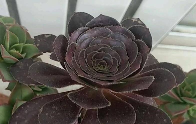 多肉圆叶法师叶片下垂是什么原因要如何养护才会变正常