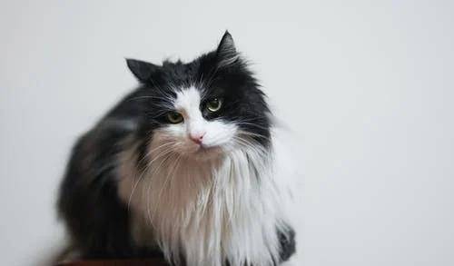 猫咪|萌宠猫咪的图片合集