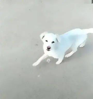 怎么才能让小狗跟着我们回家 2728f2d81e224c1180678974a394c441.jpeg