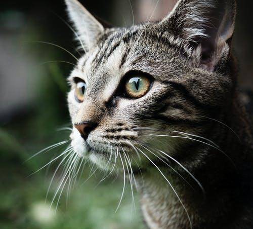 猫咪|萌宠猫咪的图片合集