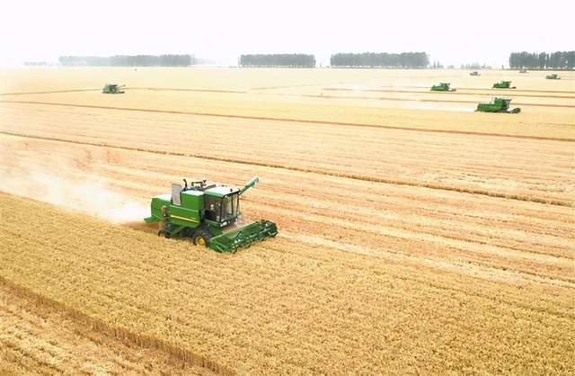 小麦收割机队_当传统小麦遇上现代机械化收割_小麦收割机工作图片