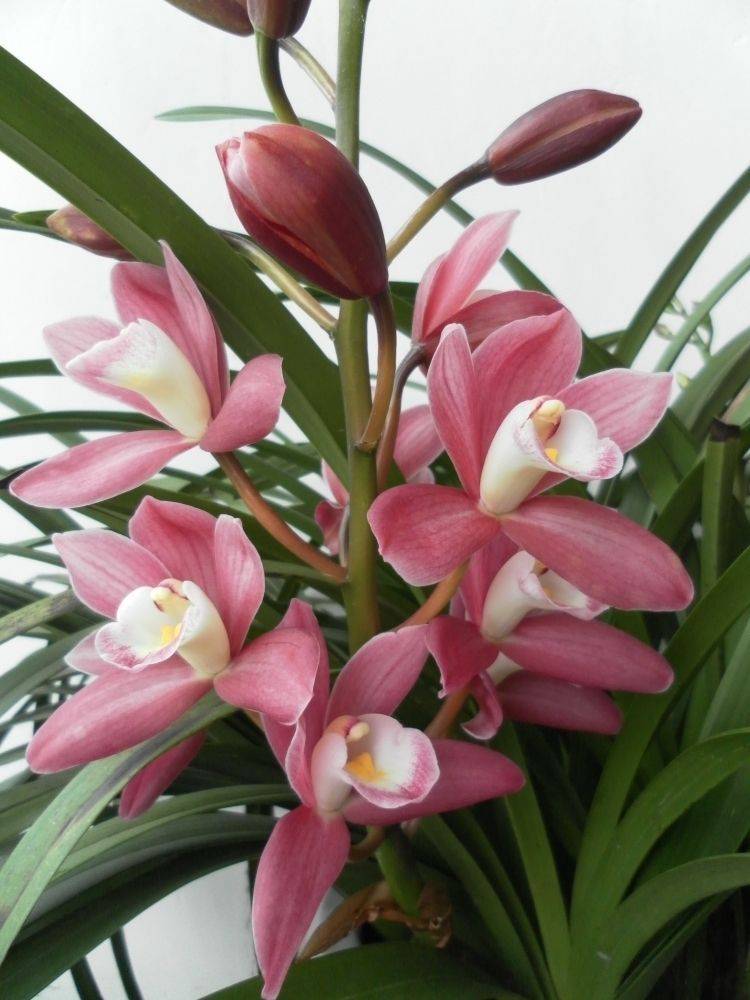 原创3种兰花类年宵花年前购买正合适开花又多又好看