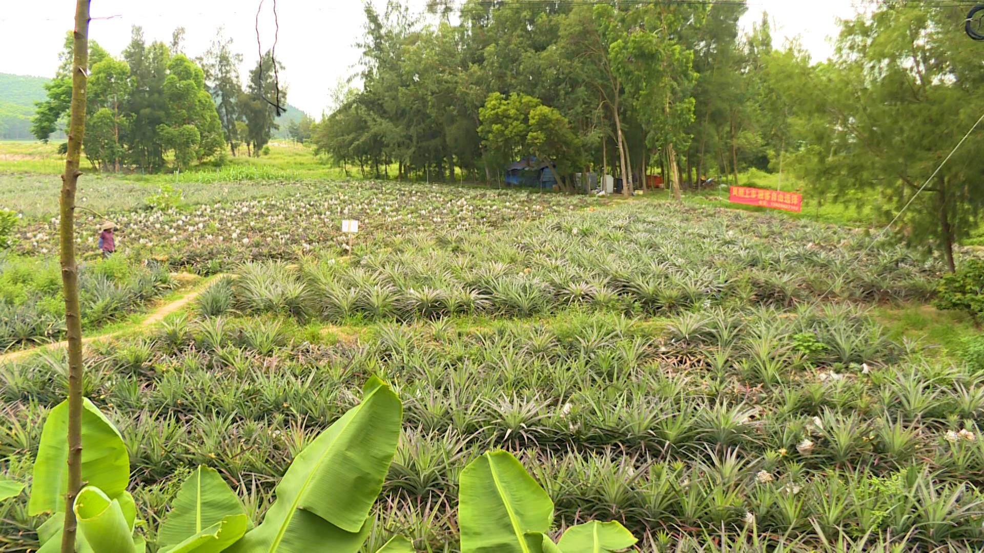 海陵农民引进台湾凤梨试种成功 开始上市销售_种植户