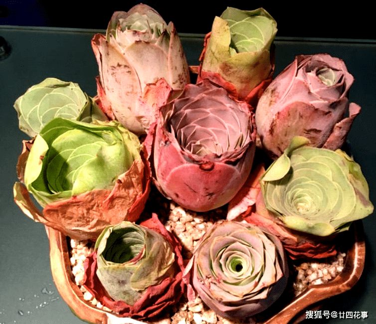 原创2种多肉睡美人梦中度夏休眠更美值得拥有