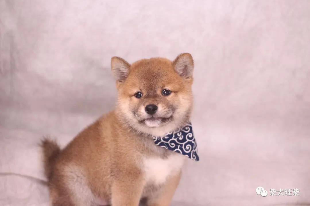 买狗协议怎么写