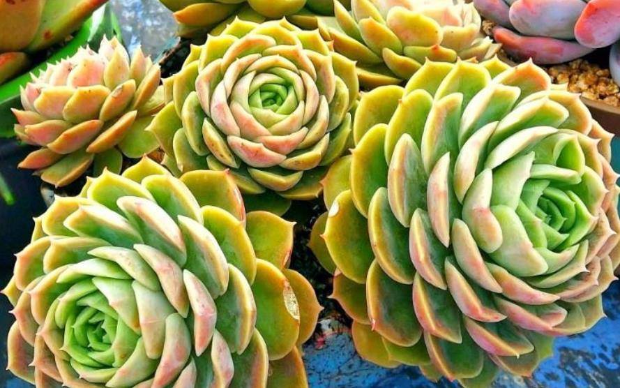 多肉昂斯诺开花基本上是没有花粉的,你知道其中的原因是什么吗?