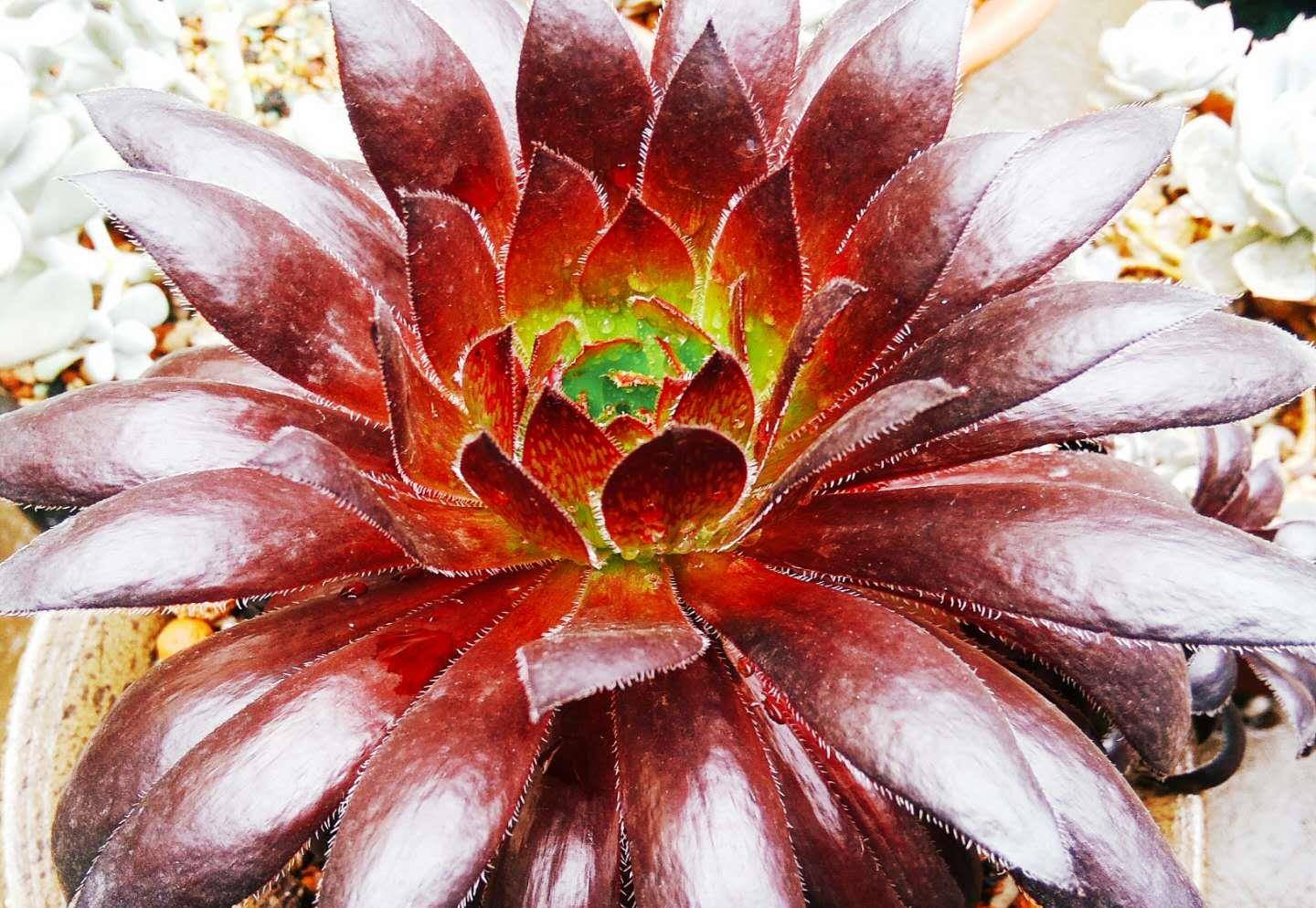 多肉孔雀法师一种不养心里不爽养多了心里又难受的法师品种